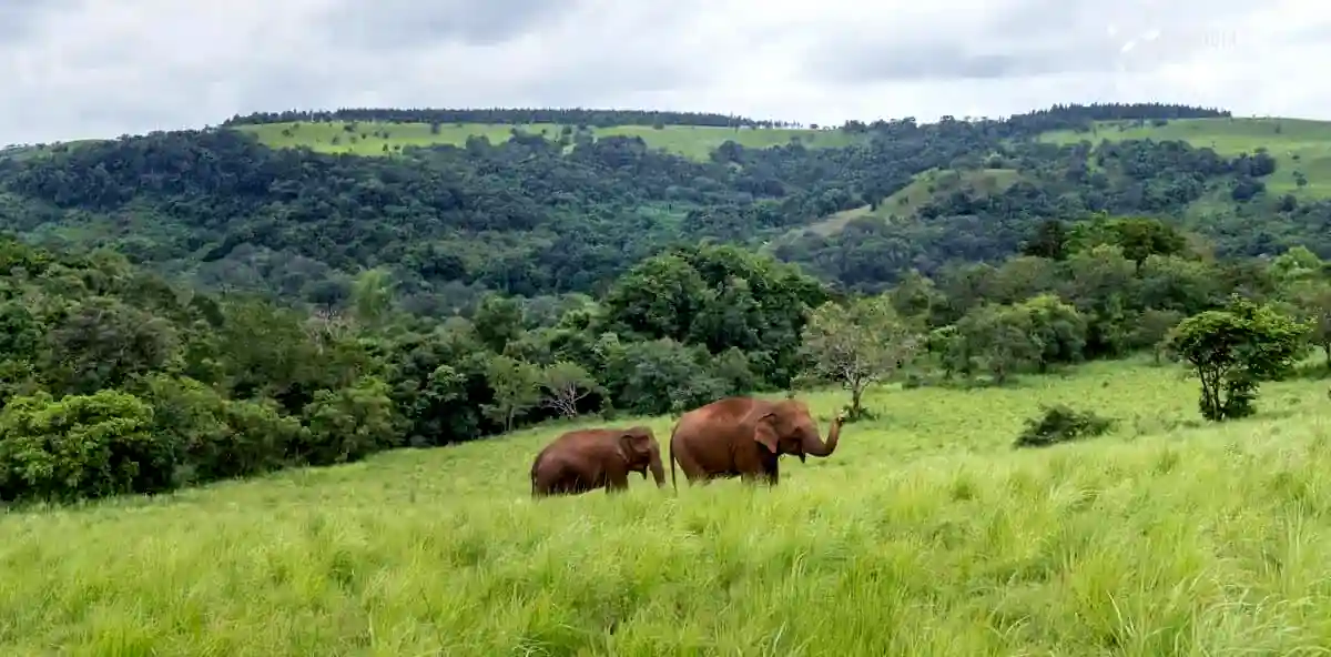 Landscape views with elephants at the Mondulkiri Project in Cambodia
