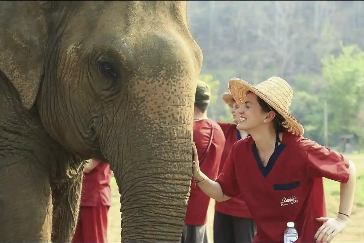 Elephant roaming freely at Rantong elephant camp in Thailand
