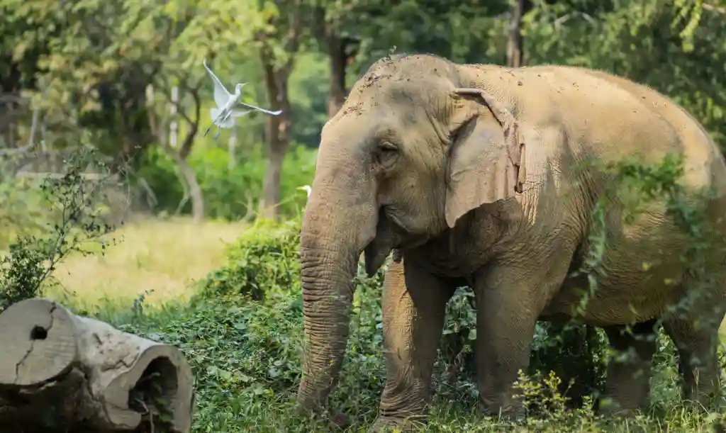 Samboon Legacy Foundation elephant