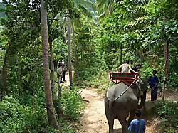 Elephant Trek Samui