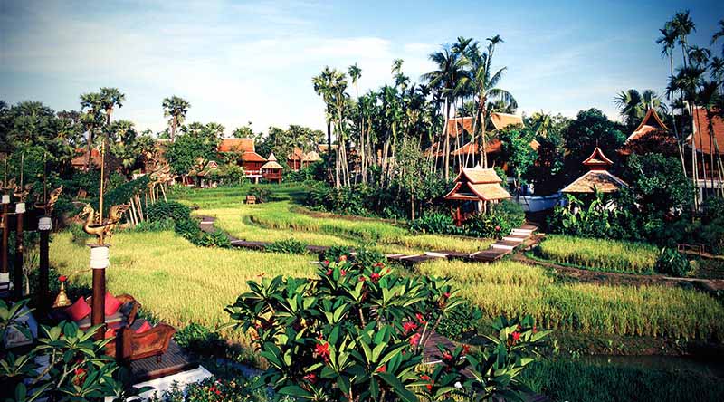 Rice paddies at the Dhara Devi resort in Chiang Mai, Thailand