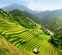 Terraced rice fields in Sapa, Vietnam