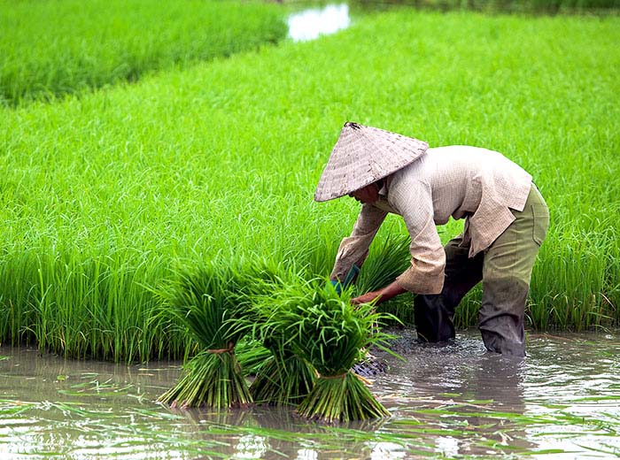 Farmer planting rice in Vietnam