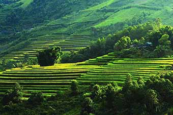 Terraced rice fields in north Vietnam