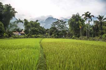 Rice field and village in Mai Chau, Vietnam