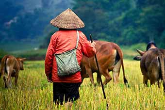 Vietnamese farmer in Ninh Binh
