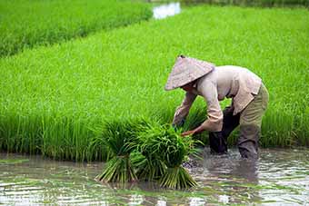 Vietnamese farmer in rice paddy