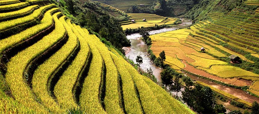 terraced rice fields in Sapa, Vietnam