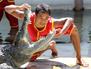 Crocodile farm in Bangkok