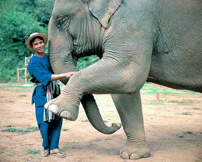 Mahout and elephant in Thailand