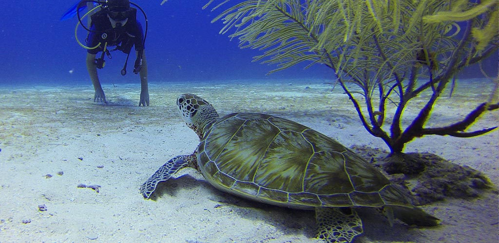 Scuba diver in Asia watching turtle