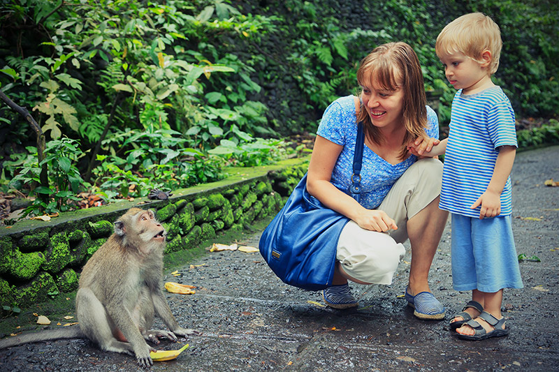 visit Monkey forest in Ubud, Bali