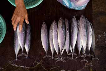 Fresh fish catch on Halong Bay
