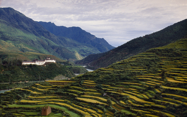 Rice terrace in Bhutan